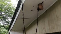 Des fourmis forme une corde pour atteindre un nid de guêpes.