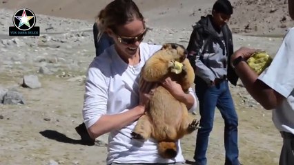 İnsanlar Gibi Kavga Eden Hayvanlar... Marmotlar