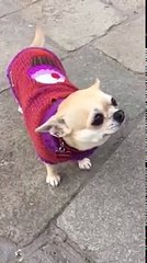 Un chien ne sait pas hurler