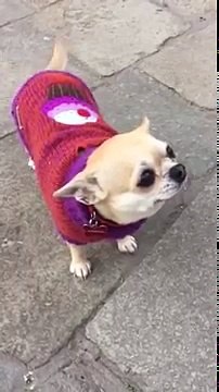 Un chien ne sait pas hurler