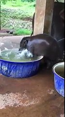 Un éléphanteau prend son bain