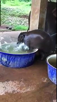 Un éléphanteau prend son bain