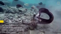 Eel vs. Octopus, Then Eel vs. Cameraman