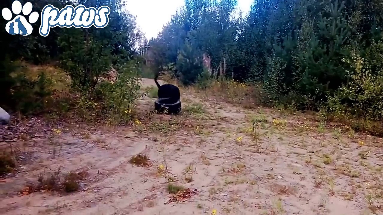 Super Strong Dogs!!!