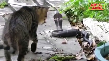 The Best of FEARLESS CATS  2018 Compilation Including Cat vs Snake vs Dogs