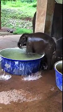 Un bébé éléphant prend un bain