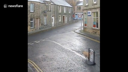 Dog runs away with sign from outside corner shop