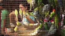 Birds for sale at Sonepur mela Bihar