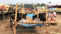 Cattle eat fodder in feedlot at Sonepur  India