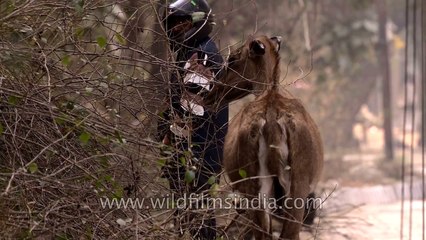 Cheeky antelope observes man relieving his bladder