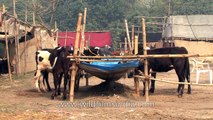 Cows for sale at Sonepur cattle fair India