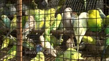 Cruel- Caged birds for sale at Sonepur Cattle Fair Bihar
