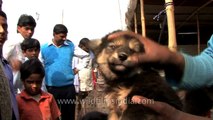 Cute puppies birds for sale at the Sonepur fair- Bihar