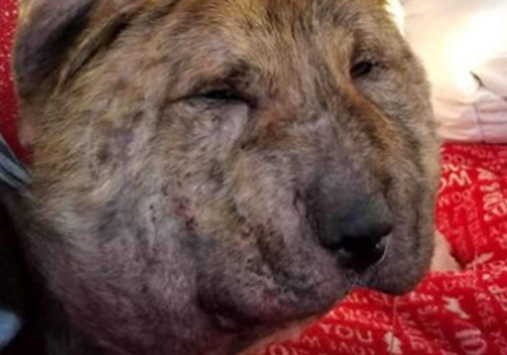 Rescue Dog Enjoys Special Massage to Reduce Swelling on Injured Neck