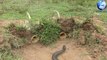 DIY Snake Trap Technology - Learning to make Bamboo snake trap