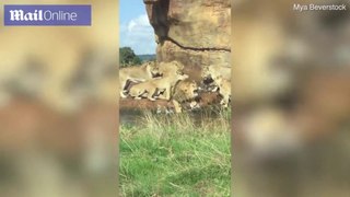 West Midlands Safari workers intercept as female lions attack male