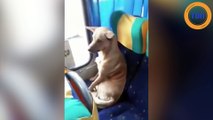 Ce chien a pris le bus tout seul et s’y est installé comme un humain !