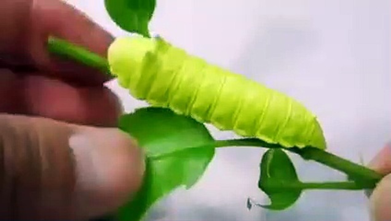 Caterpillar Scream