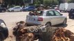 Ora News - Vlorë, palma rrëzohet mbi makinën