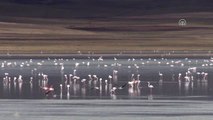 Van Gölü Havzasında Kuşların Görsel Şöleni