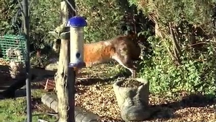 Fox and Cat Playing Together