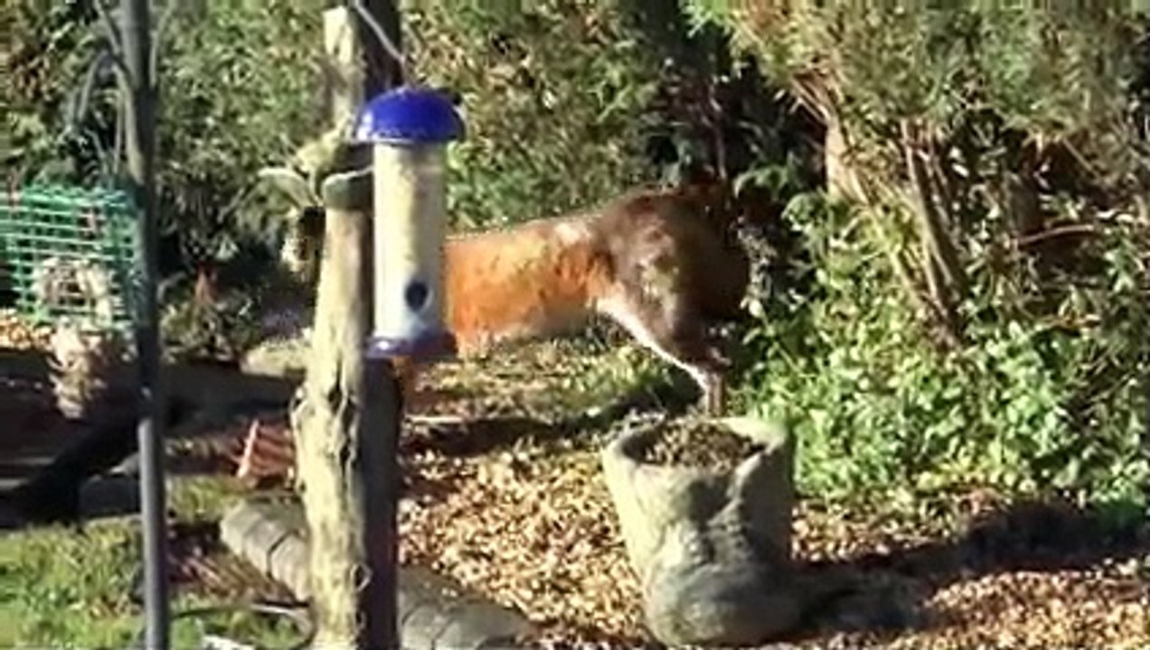 Fox and Cat Playing Together