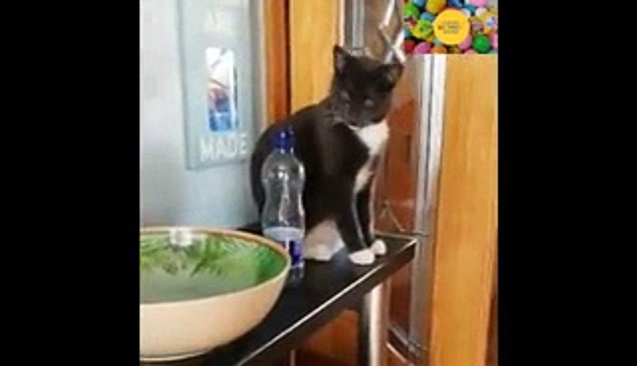 We All Love Cats but These Cats Are Such Brats!