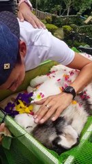 His Dog Has Gone Forever, Let's Condolences Him