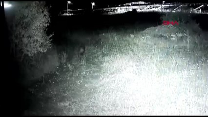 Çorum'da Karayolu Kenarına Çıkan Domuz Sürüsü, Korkuttu