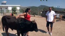 Haluk Levent, Rize'den Trabzon'a kadar yüzen dana Ferdinand’ı ziyaret etti