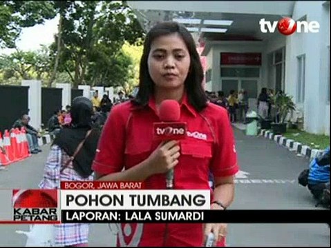 Kronologi Tumbangnya Pohon di Kebun Raya Bogor