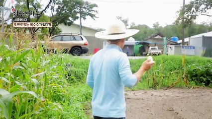 생으로 먹을 수 있는 옥수수로 연 매출 3억 원?!