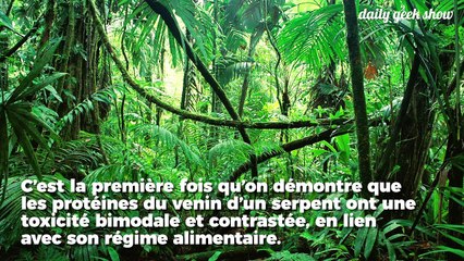 Ce serpent a évolué pour tuer chacune de ses proies avec une toxine distincte