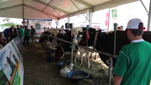 Holstein İnek Güzellik Yarışması - Tekirdağ