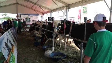 Holstein İnek" Güzellik Yarışması - Tekirdağ