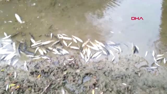 Bursa İnegöl'de Toplu Balık Ölümleri Devam Ediyor