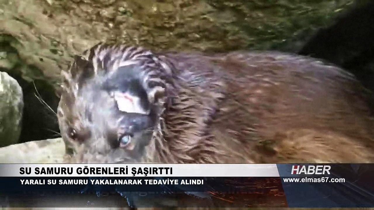 Herkes şaşkın... Zonguldak sahillerinde görüntülendi