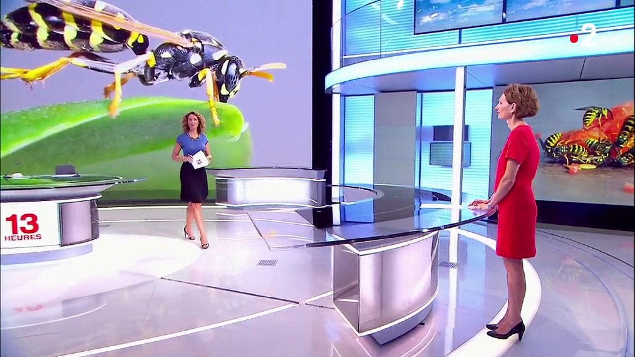 Guêpes : conseils pour éviter les piqûres