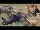 Unbelievable Warthog, Zebra and Buffalo Knock Down Lion Hunting