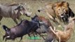 Unbelievable Warthog, Zebra and Buffalo Knock Down Lion Hunting