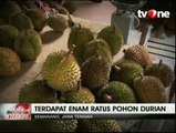 Sensasi Menikmati Durian Langsung di Kebunnya