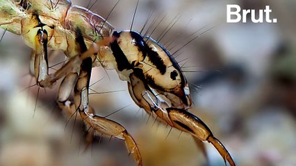 L'étonnant moyen de protection des larves du trichoptère