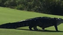 Monster Gator Spotted at Florida Air Force Base