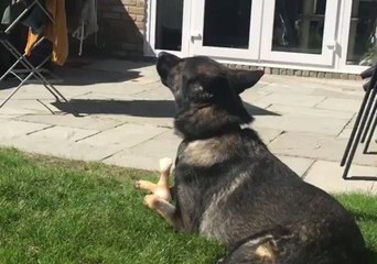 Hardworking Police Dog Finds It Hard to Switch Off