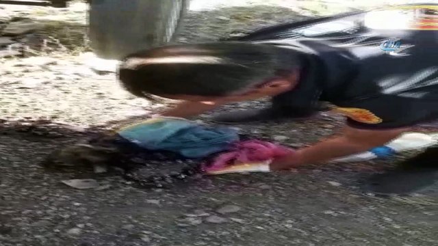 Zifte yapışan yavru köpeklerin imdadına belediye yetişti