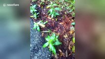 Thousands of ants form chain to cross road in Thailand
