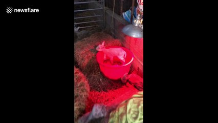 Download Video: Hand-reared orphan lambs on the farm