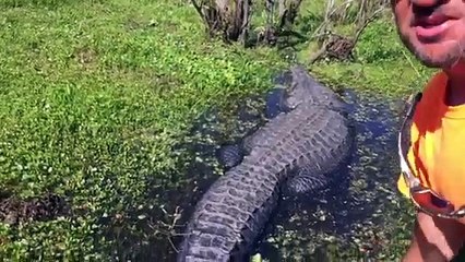 Il s'amuse avec un énorme alligator en Nouvelle Orléans