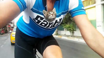 Un cycliste trouve un chaton orphelin et le transporte dans son t-shirt sur 30km