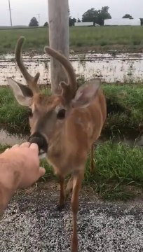 Quand un renne sauvage approche pour un calin... incroyable